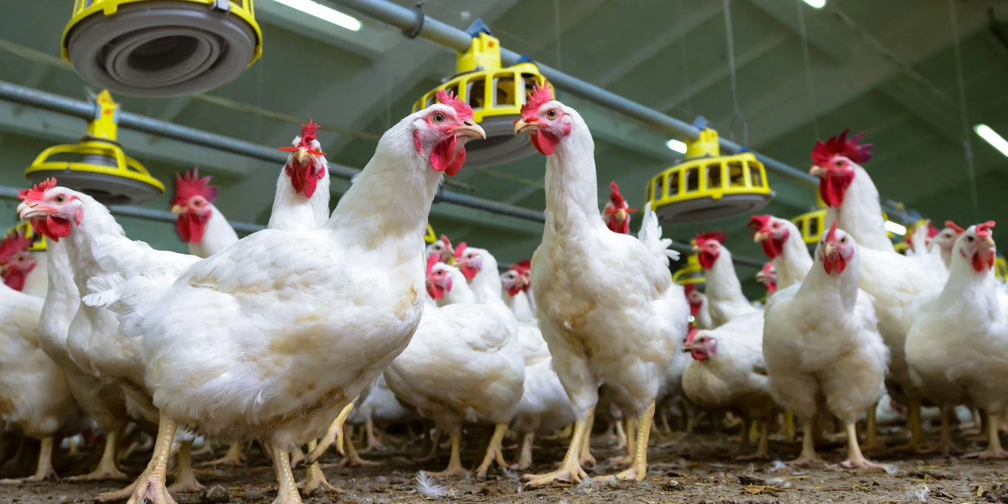 How to Make Broiler Chickens Grow Faster in 2023.