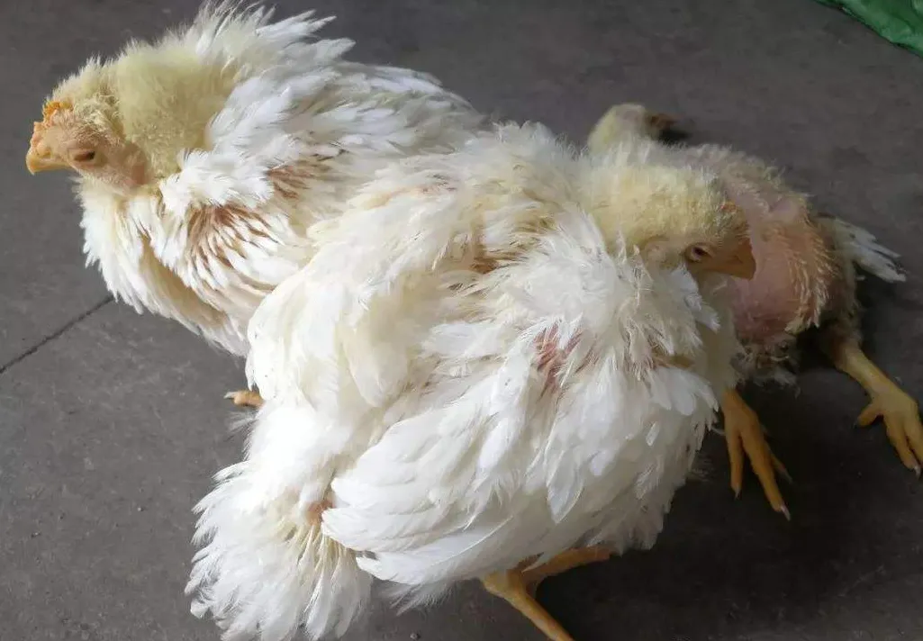 Symptoms and treatment of Escherichia coli disease in chickens