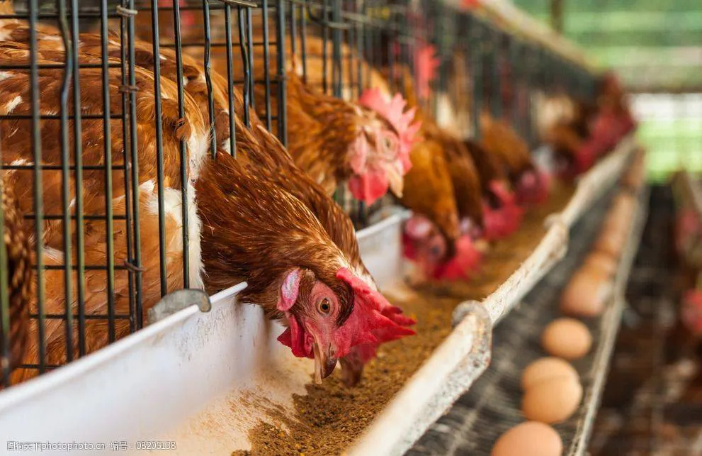 How to Increase Egg Production Efficiency in Laying Hen?