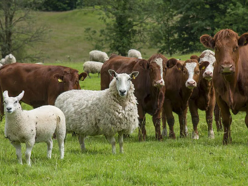 Deworming for swine, cattle, and sheep is a matter of urgency; scientific prevention and control safeguard livestock farming profitability.