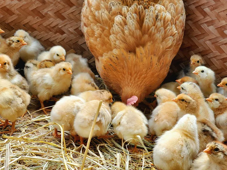 Want to improve chick survival rates? Keep these points in mind.