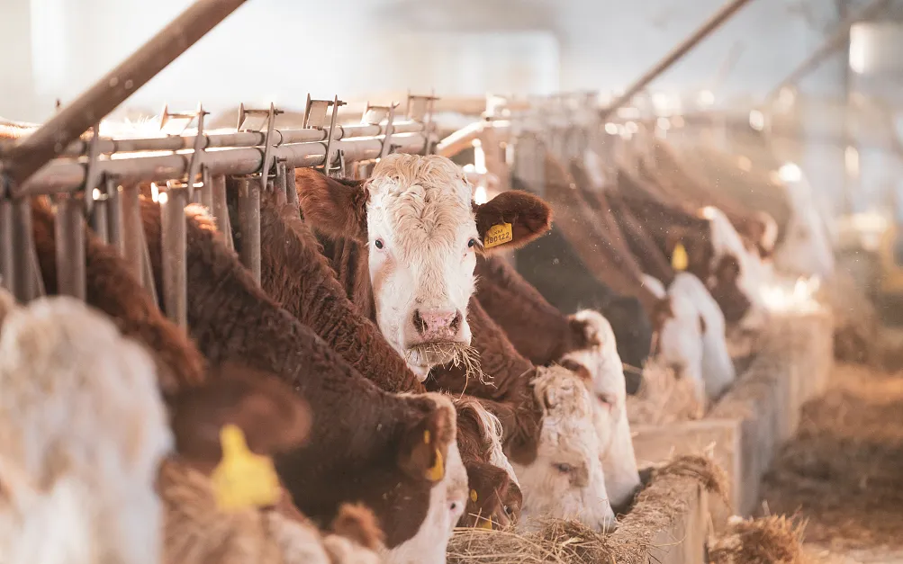 Cattle and Sheep Eat but Fail to Grow? Watch for the Hidden Damage Caused by Mycotoxins