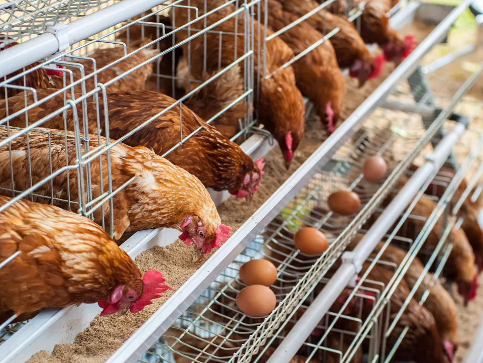 Please pay attention to the symptoms of decreased egg production