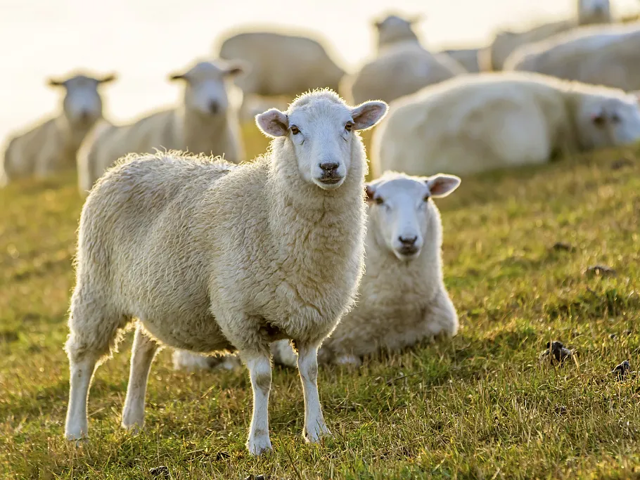 PPR spreads extremely rapidly; how can losses be halted quickly?