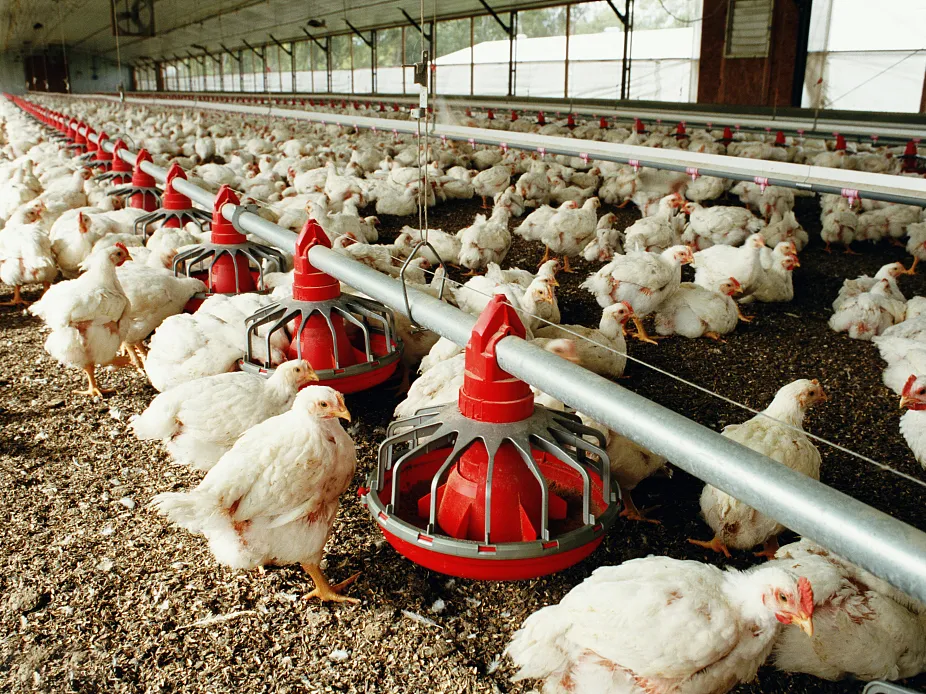 Why Does the Mold Problem in Poultry Farms Worsen Despite Prevention Efforts?