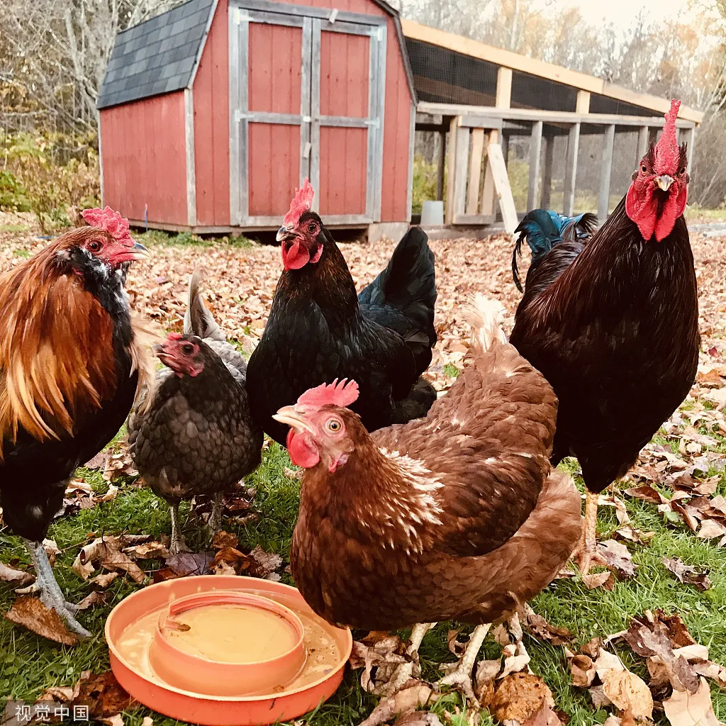 Do you know how to quickly determine if a disease is infectious bursal disease?