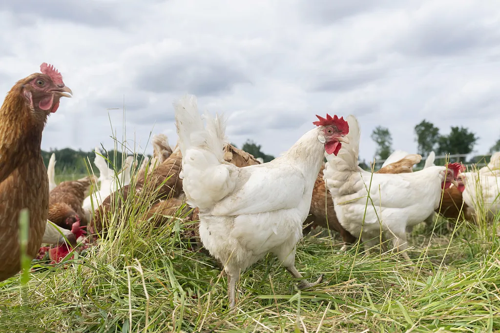 Do you truly understand the dangers of necrotic enteritis in poultry?