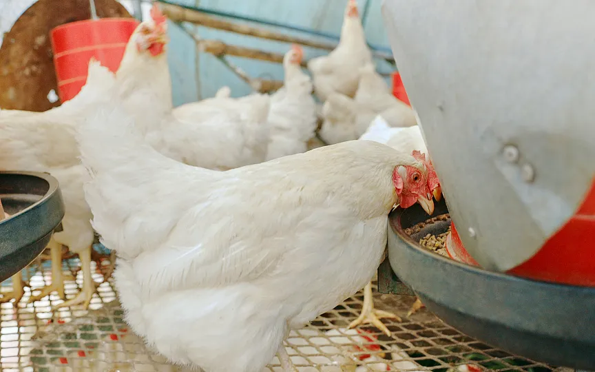 How to Prevent Infectious Bursal Disease (IBD) in Poultry？