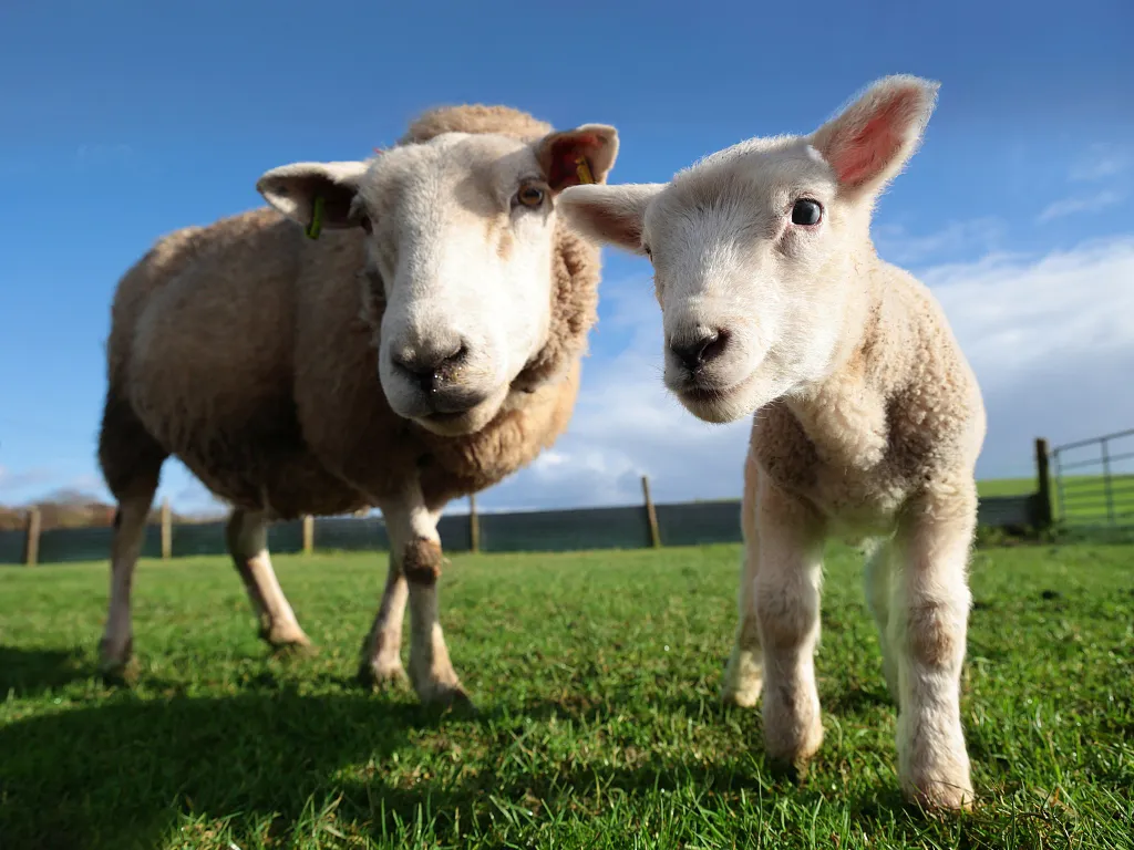Sheep Pica Disease Control: Stop Sheep Eating Feces, Wool and Soil in African Pastoral Farms