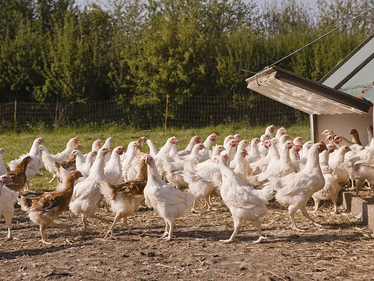 Chicken Diseases and Treatment - Fowl Cholera