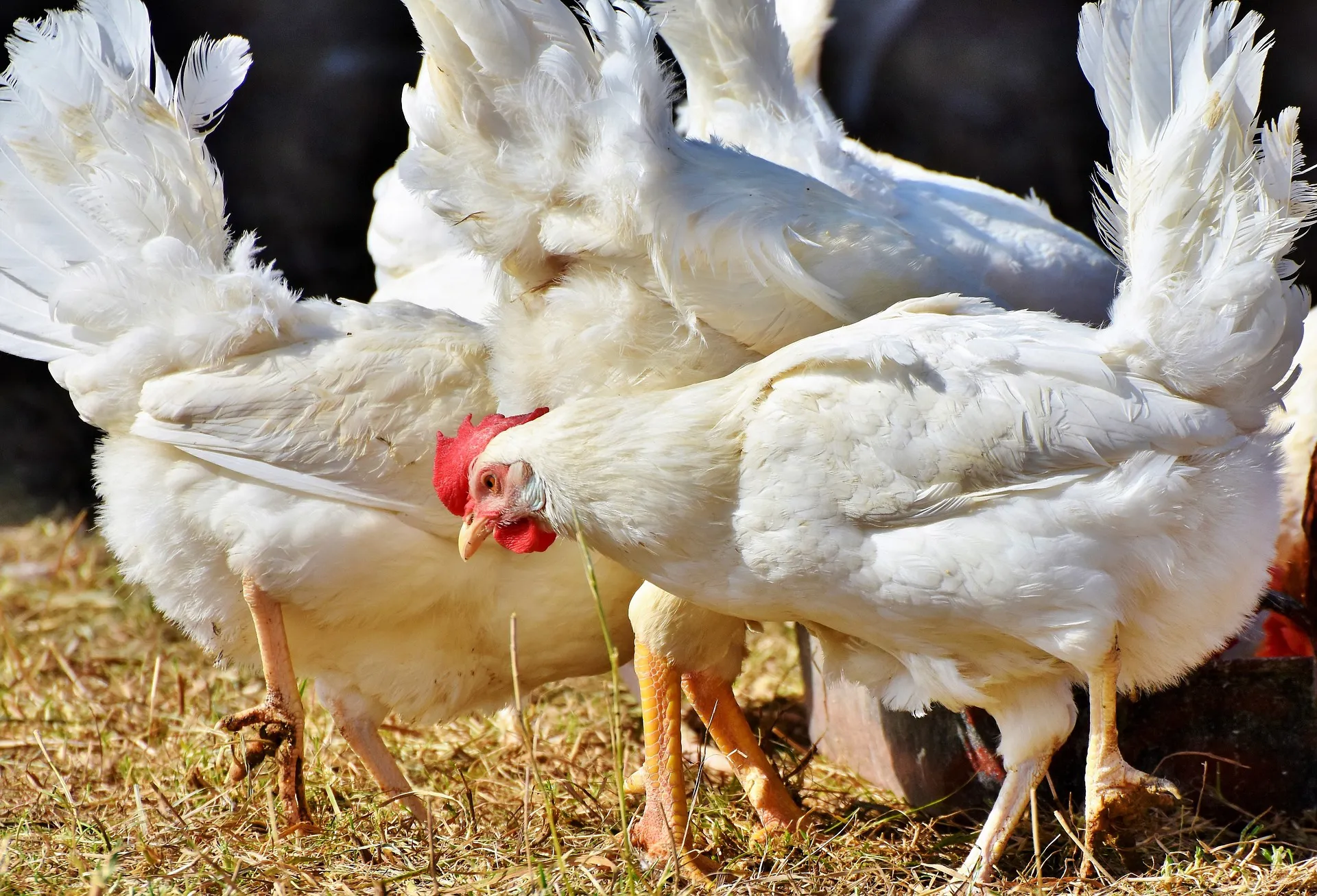 Do you want to know the causes, prevention and treatment of chicken respiratory diseases?