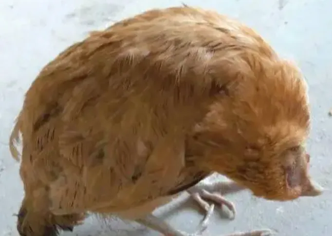 What is Newcastle disease (ND) and How to Prevent and Treat of New Castle (ND)?