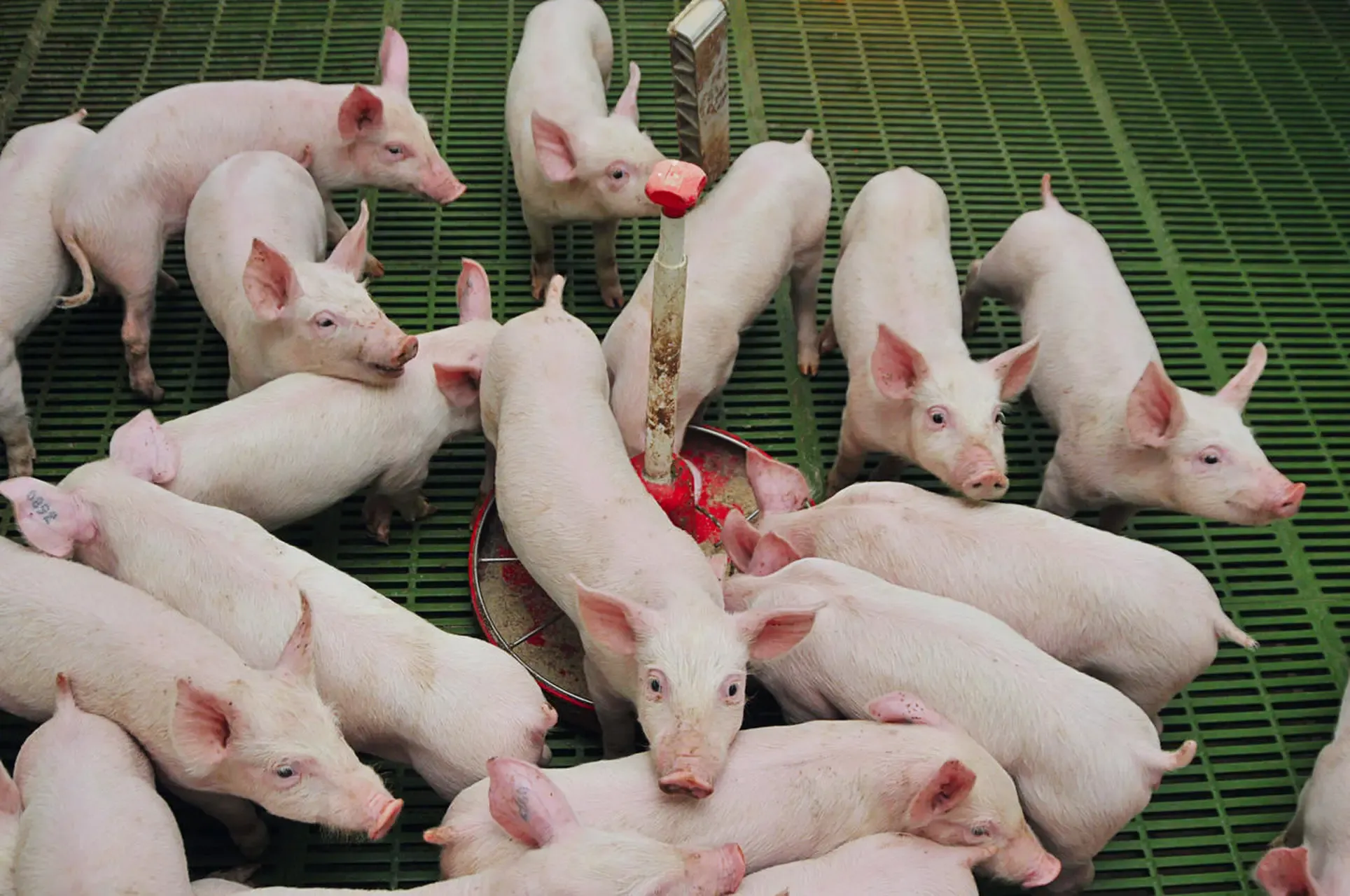 Blue ear disease, porcine circovirus, and swine fever all appearing simultaneously: an essential and highly effective prevention and control plan for pig farmers.