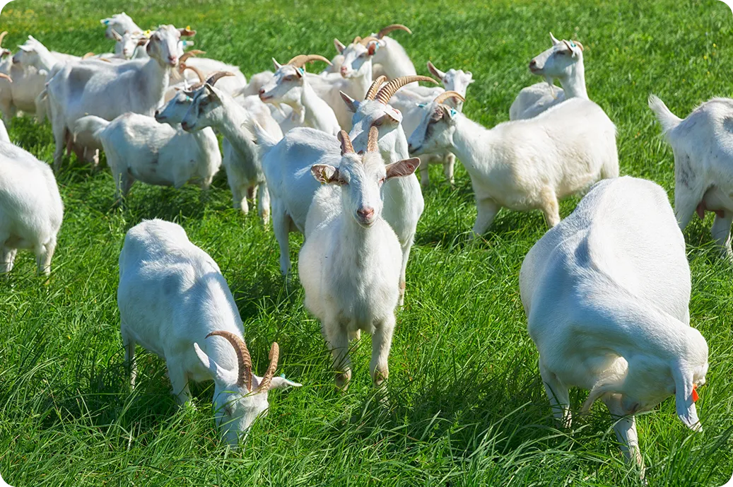 Sheep Wasting Away with Edema and Chronic Diarrhea: Liver Fluke Is Silently Draining Your Flock