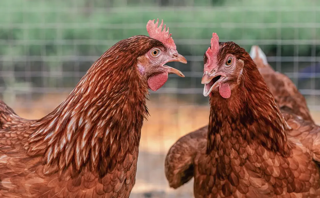 Types, clinical symptoms and pathological changes of chicken diseases---avian influenza