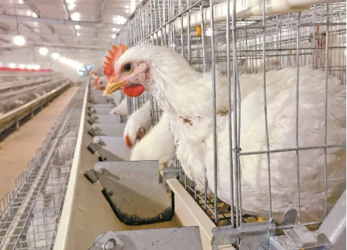 Common chicken diseases - Escherichia coli disease
