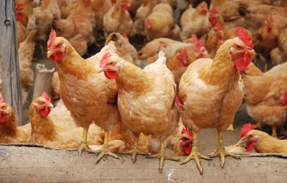 Seasonal Stress in Laying Hens: Why Eggshell Color Fades and Egg Production Drops — and How Vitboo Brings Flocks Back to Peak Performance