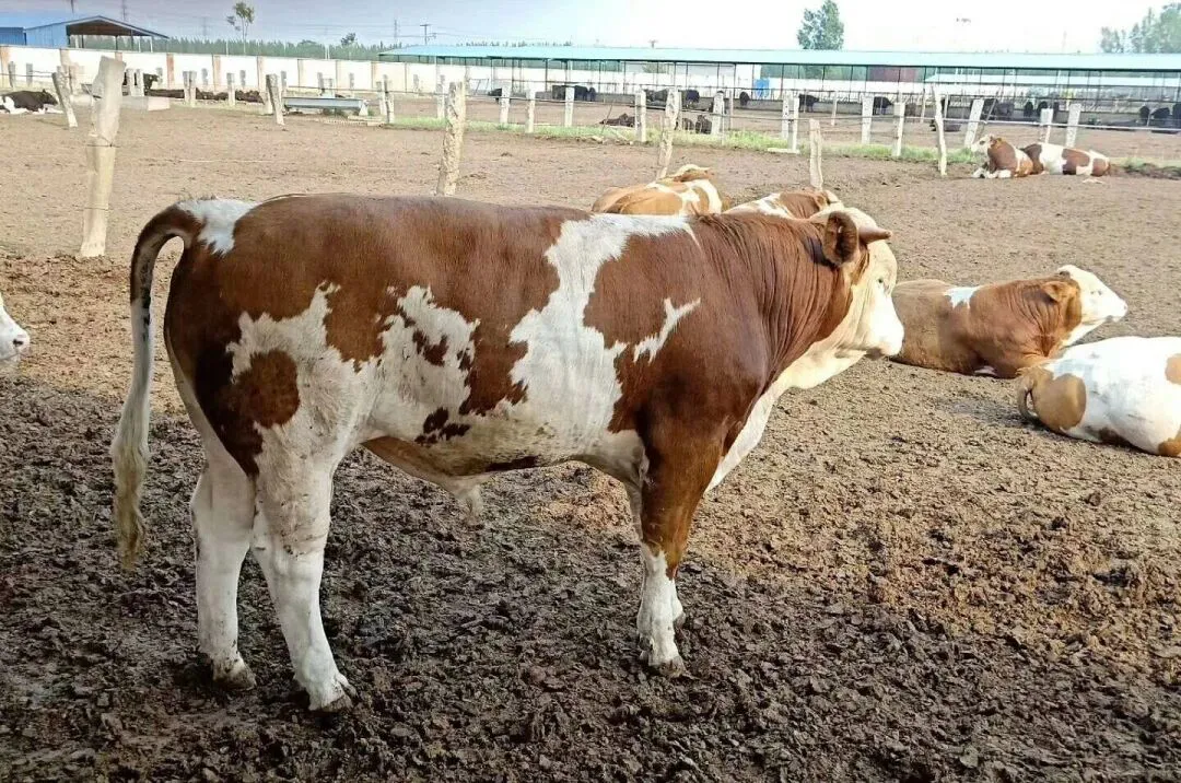 Please Note: An Outbreak of Viral Diarrhea in Cattle and Sheep Is Imminent.