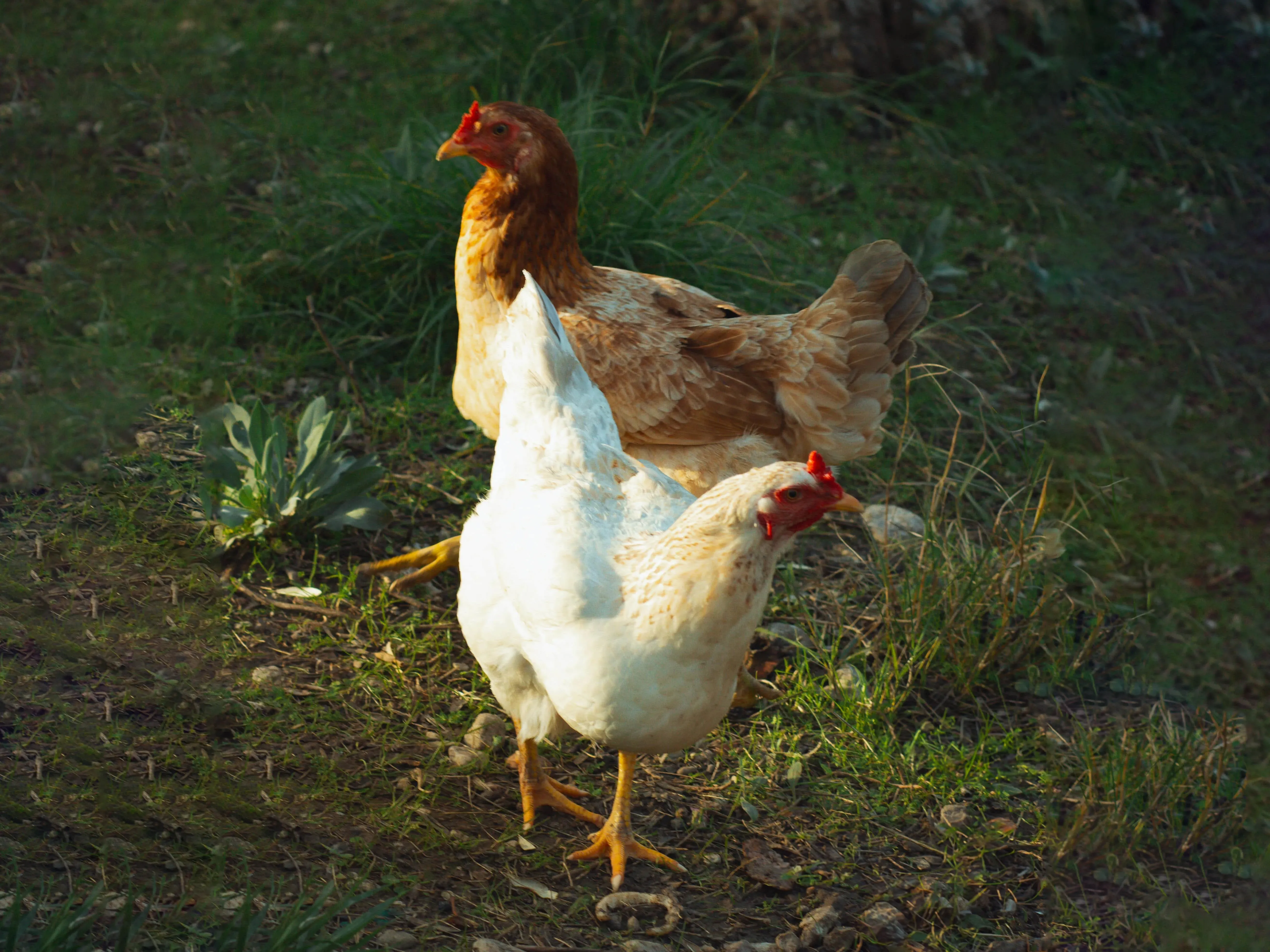 Mycoplasma Synoviae Outbreaks Surge: New Symptoms Emerge in African Poultry Farms