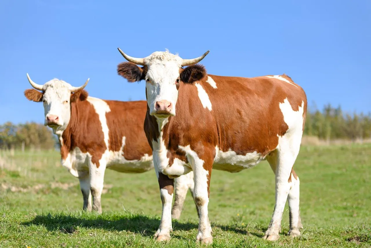 Understanding Bovine Stress Syndrome in Cattle Herds