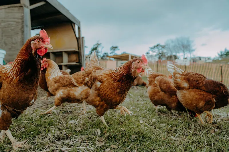 Chicken Respiratory Infections Progress in Six Stages: Understand Disease Course and Implement Early Control