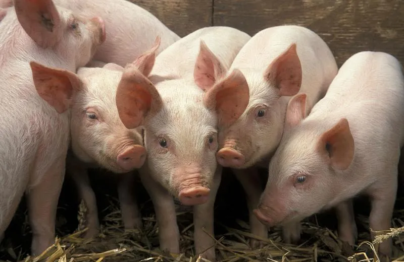Pigs Eat but Fail to Gain Weight and Cough in the Morning: An In-Depth Case Review of Mycoplasma Pneumonia in Fattening Pigs