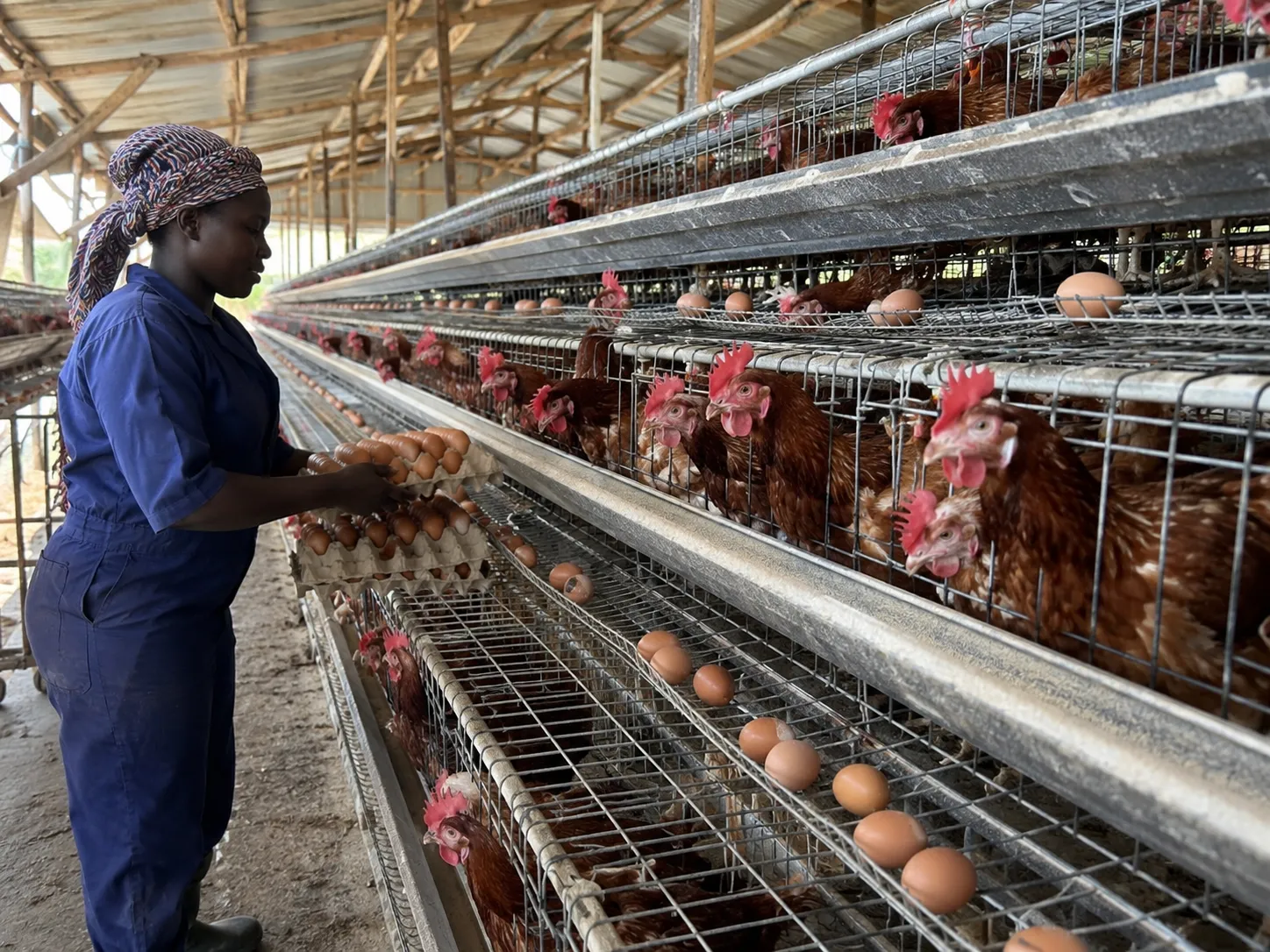 Plenty Calcium Supplemented In Summer, Why African Layer Flocks Still Have Poor Eggshell Quality?